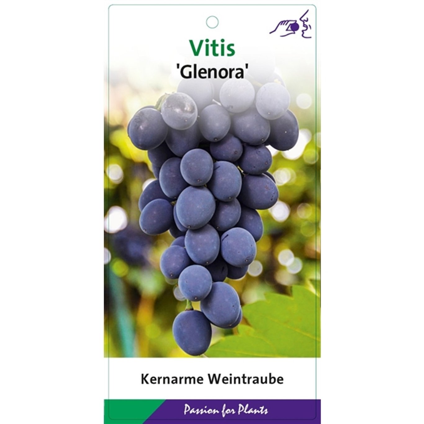Vitis 'Glenora' - C2 60-80 CM Stick